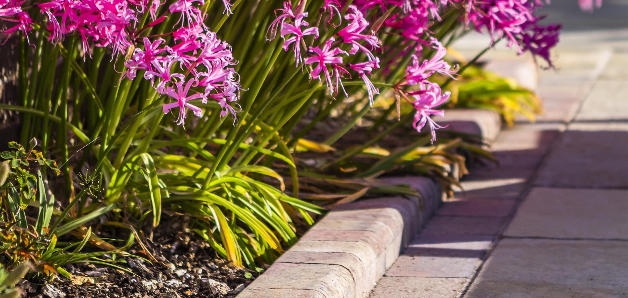 Alpha Kerb Autumn Gold